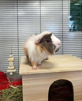 Rescue Abyssinian Guinea Pigs for Adoption in Appleton, Wisconsin - Chance | PetCurious